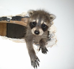 baby raccoon in wall hole